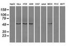 PP5 Antibody in Western Blot (WB)