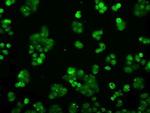 PP5 Antibody in Immunocytochemistry (ICC/IF)