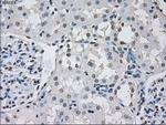 PP5 Antibody in Immunohistochemistry (Paraffin) (IHC (P))