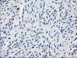 PP5 Antibody in Immunohistochemistry (Paraffin) (IHC (P))