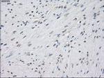 PP5 Antibody in Immunohistochemistry (Paraffin) (IHC (P))