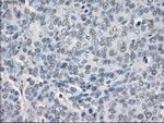 PP5 Antibody in Immunohistochemistry (Paraffin) (IHC (P))