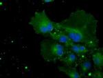 Cytochrome P450 Reductase Antibody in Immunocytochemistry (ICC/IF)