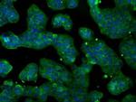 Cytochrome P450 Reductase Antibody in Immunocytochemistry (ICC/IF)