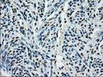 Cytochrome P450 Reductase Antibody in Immunohistochemistry (Paraffin) (IHC (P))