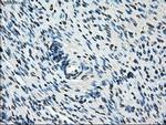 Cytochrome P450 Reductase Antibody in Immunohistochemistry (Paraffin) (IHC (P))