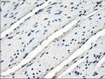 Cytochrome P450 Reductase Antibody in Immunohistochemistry (Paraffin) (IHC (P))