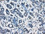 Cytochrome P450 Reductase Antibody in Immunohistochemistry (Paraffin) (IHC (P))