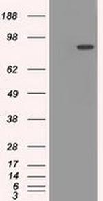 Cytochrome P450 Reductase Antibody in Western Blot (WB)