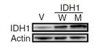 IDH1 Antibody in Western Blot (WB)