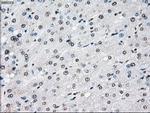 Cytochrome P450 Reductase Antibody in Immunohistochemistry (Paraffin) (IHC (P))