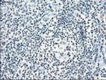 Cytochrome P450 Reductase Antibody in Immunohistochemistry (Paraffin) (IHC (P))