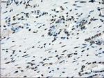 Cytochrome P450 Reductase Antibody in Immunohistochemistry (Paraffin) (IHC (P))