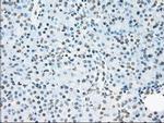 Cytochrome P450 Reductase Antibody in Immunohistochemistry (Paraffin) (IHC (P))