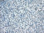 Cytochrome P450 Reductase Antibody in Immunohistochemistry (Paraffin) (IHC (P))