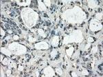 Fra1 Antibody in Immunohistochemistry (Paraffin) (IHC (P))