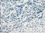 Fra1 Antibody in Immunohistochemistry (Paraffin) (IHC (P))