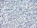 Fra1 Antibody in Immunohistochemistry (Paraffin) (IHC (P))