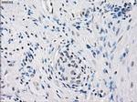 Fra1 Antibody in Immunohistochemistry (Paraffin) (IHC (P))