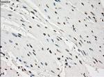 PDE10A Antibody in Immunohistochemistry (Paraffin) (IHC (P))