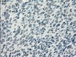 PDE10A Antibody in Immunohistochemistry (Paraffin) (IHC (P))