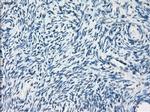 PDE10A Antibody in Immunohistochemistry (Paraffin) (IHC (P))