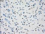 PDE10A Antibody in Immunohistochemistry (Paraffin) (IHC (P))