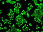 Cytochrome P450 Reductase Antibody in Immunocytochemistry (ICC/IF)