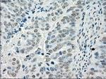 Cytochrome P450 Reductase Antibody in Immunohistochemistry (Paraffin) (IHC (P))