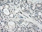 Cytochrome P450 Reductase Antibody in Immunohistochemistry (Paraffin) (IHC (P))