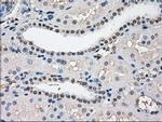 Cytochrome P450 Reductase Antibody in Immunohistochemistry (Paraffin) (IHC (P))