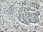 Cytochrome P450 Reductase Antibody in Immunohistochemistry (Paraffin) (IHC (P))