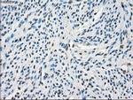 Cytochrome P450 Reductase Antibody in Immunohistochemistry (Paraffin) (IHC (P))