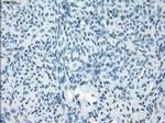 PDE10A Antibody in Immunohistochemistry (Paraffin) (IHC (P))