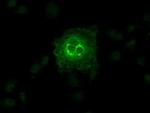 SLC2A6 Antibody in Immunocytochemistry (ICC/IF)