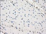 SLC2A6 Antibody in Immunohistochemistry (Paraffin) (IHC (P))