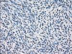 SLC2A6 Antibody in Immunohistochemistry (Paraffin) (IHC (P))