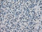 XRCC4 Antibody in Immunohistochemistry (Paraffin) (IHC (P))