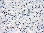 XRCC4 Antibody in Immunohistochemistry (Paraffin) (IHC (P))