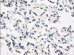 XRCC4 Antibody in Immunohistochemistry (Paraffin) (IHC (P))