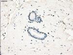 LTA4H Antibody in Immunohistochemistry (Paraffin) (IHC (P))