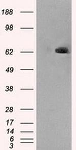 LTA4H Antibody in Western Blot (WB)