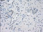 LTA4H Antibody in Immunohistochemistry (Paraffin) (IHC (P))