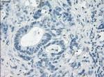 LTA4H Antibody in Immunohistochemistry (Paraffin) (IHC (P))