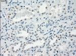 LTA4H Antibody in Immunohistochemistry (Paraffin) (IHC (P))