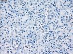 LTA4H Antibody in Immunohistochemistry (Paraffin) (IHC (P))