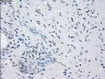 LTA4H Antibody in Immunohistochemistry (Paraffin) (IHC (P))