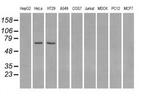 LTA4H Antibody in Western Blot (WB)