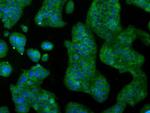 RNF144B Antibody in Immunocytochemistry (ICC/IF)