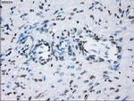 ID3 Antibody in Immunohistochemistry (Paraffin) (IHC (P))